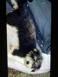 Lost Female Dog last seen Arrees croos, Grand Prairie, TX 75051