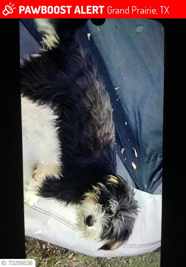 Lost Female Dog last seen Arrees croos, Grand Prairie, TX 75051