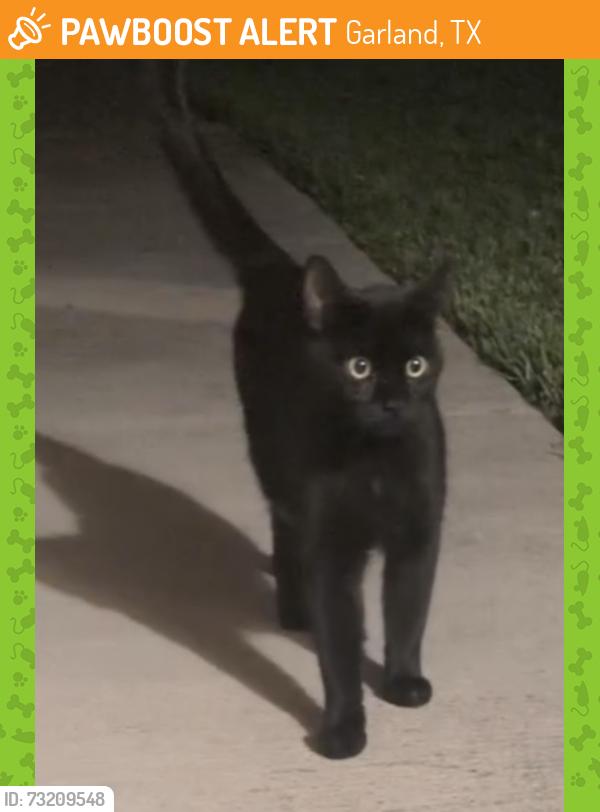 Found/Stray Male Cat last seen By Winco, Centerville, Garland, TX 75043