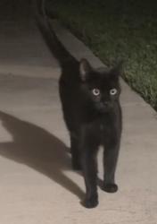Found/Stray Male Cat last seen By Winco, Centerville, Garland, TX 75043
