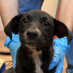 Shelter Stray Female Dog last seen Near W San Ysidro Boulevard, San Diego, CA, 92173, 5500 Gaines St, San Diego, CA 92110, USA