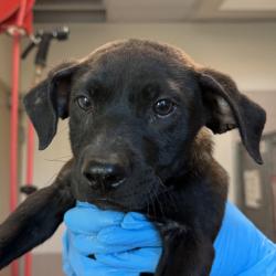 Shelter Stray Male Dog last seen Near W San Ysidro Boulevard, San Diego, CA, 92173, 5500 Gaines St, San Diego, CA 92110, USA