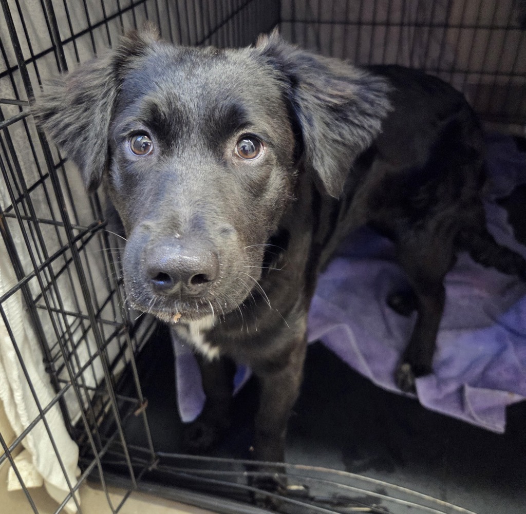 Shelter Stray Female Dog last seen Ballantyne Avenue, El Cajon, CA, 92020, El Cajon, CA 92020, USA