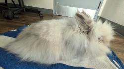 Shelter Stray Female Rabbit last seen Santo Road, San Diego, CA, 92124, 5500 Gaines St, San Diego, CA 92110, USA