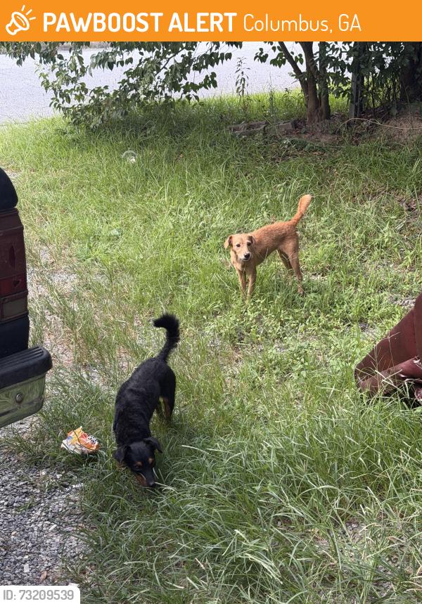 Found/Stray Unknown Dog last seen N Andrews Circle / N Lumpkin Road, Columbus, GA 31903