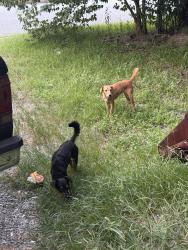Found/Stray Unknown Dog last seen N Andrews Circle / N Lumpkin Road, Columbus, GA 31903