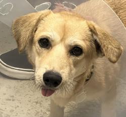 Shelter Stray Male Dog last seen 70th Street, San Diego, CA, 92115, El Cajon, CA 92020, USA