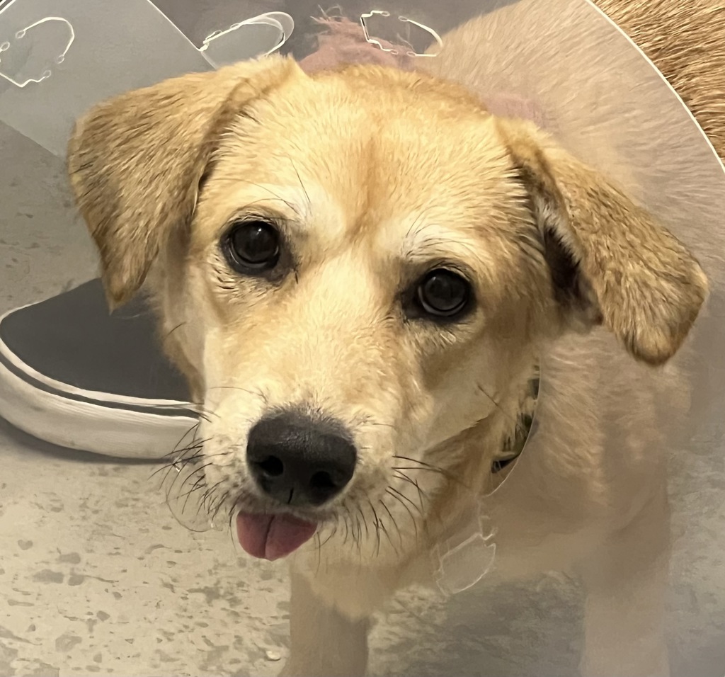 Shelter Stray Male Dog last seen 70th Street, San Diego, CA, 92115, El Cajon, CA 92020, USA
