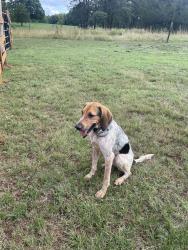 Lost Female Dog last seen Cherry grove rd, Caswell County, NC 27320