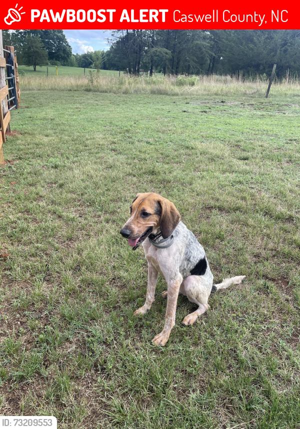Lost Female Dog last seen Cherry grove rd, Caswell County, NC 27320