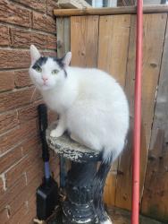 Lost Female Cat last seen Near Jackson heights, Norfolk, ON N0A 1N5