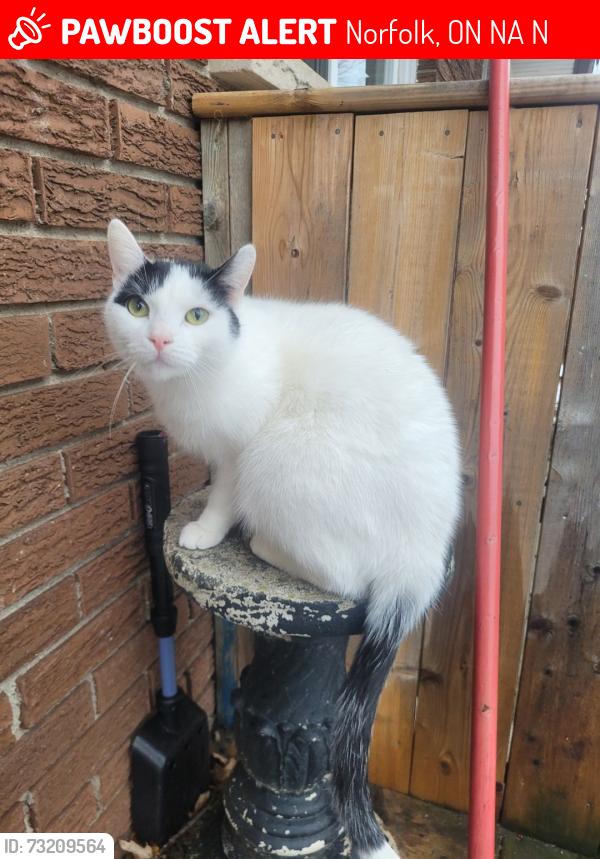 Lost Female Cat last seen Near Jackson heights, Norfolk, ON N0A 1N5