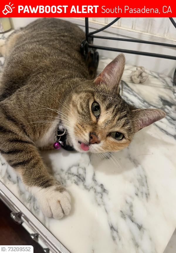 Lost Female Cat last seen Loma vista and Monterey, South Pasadena, CA 91030
