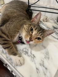 Lost Female Cat last seen Loma vista and Monterey, South Pasadena, CA 91030