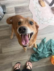 Found/Stray Male Dog last seen Gunclub and e crest line cir, Aurora, CO 80018