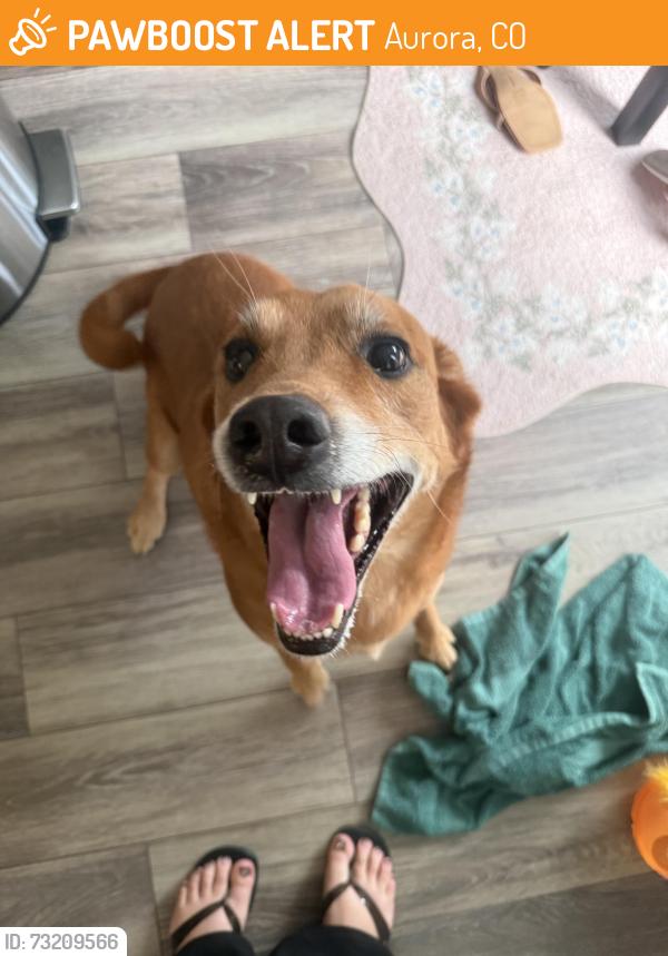 Found/Stray Male Dog last seen Gunclub and e crest line cir, Aurora, CO 80018