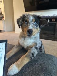 Reunited Female Dog last seen Elderberry, Houston, TX 77049
