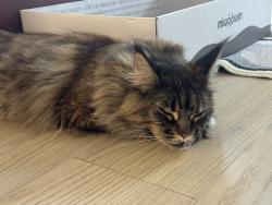 Reunited Female Cat last seen Near SE 45th St, Bellevue, WA 98006, Bellevue, WA 98006