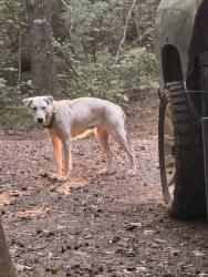 Found/Stray Female Dog last seen running around the group of hse before the bridge on anticoh rd, Troup County, GA 30240