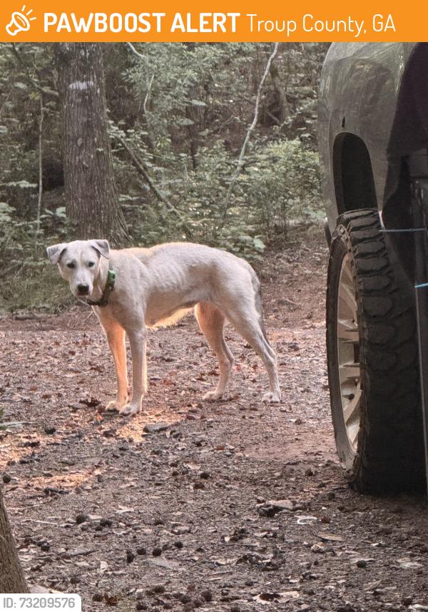 Found/Stray Female Dog last seen running around the group of hse before the bridge on anticoh rd, Troup County, GA 30240