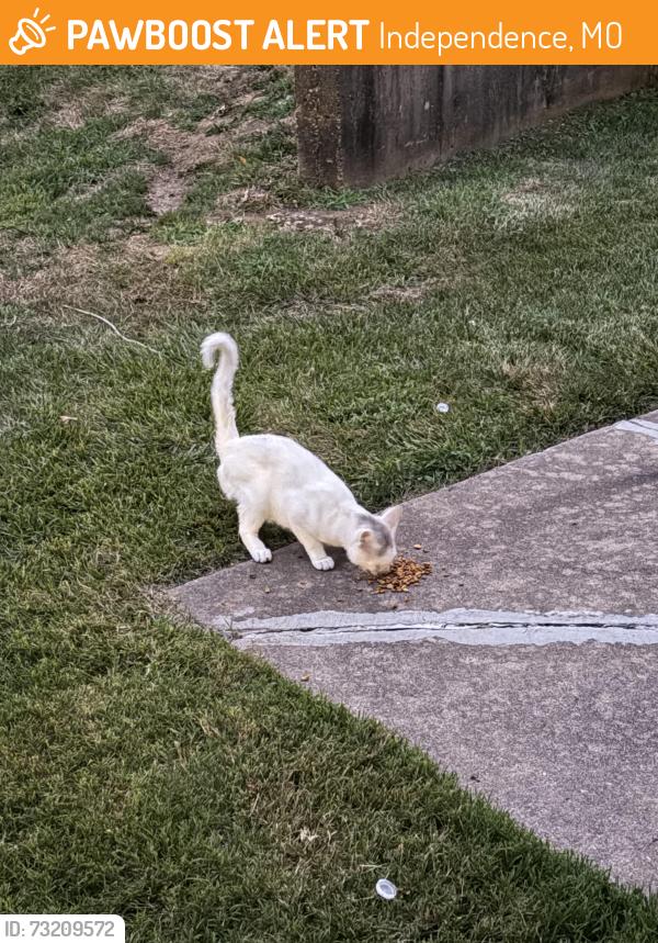 Found/Stray Unknown Cat last seen Redwood Dr, Independence, MO 64055
