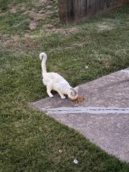 Found/Stray Unknown Cat last seen Redwood Dr, Independence, MO 64055