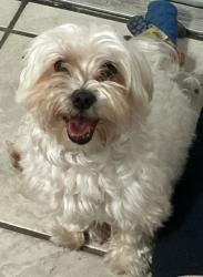 Lost Male Dog last seen 5th ave Nw 190st, Miami, FL 33169