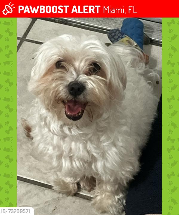 Lost Male Dog last seen 5th ave Nw 190st, Miami, FL 33169