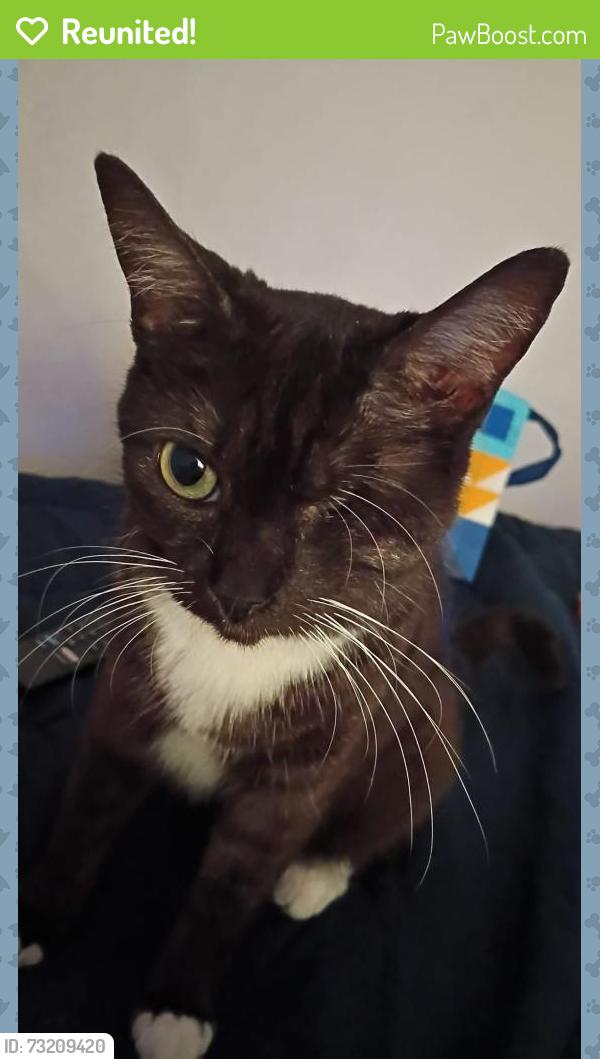 Reunited Female Cat last seen Near Manzanita St., Medford, OR 97501