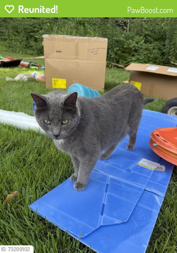 Reunited Male Cat last seen Near Clearview Dr, Florissant, MO 63033, USA, Florissant, MO 63033