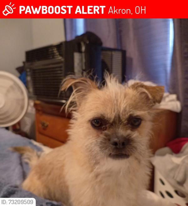Lost Male Dog last seen Canton rd and arwdell, Akron, OH 44312