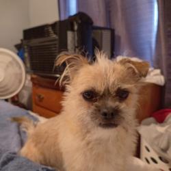 Lost Male Dog last seen Canton rd and arwdell, Akron, OH 44312