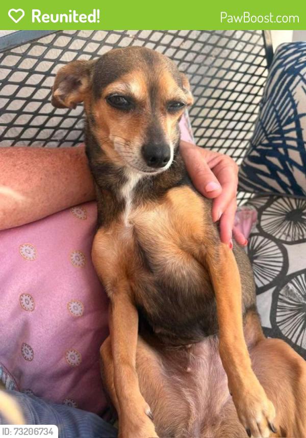 Reunited Female Dog last seen On the beach at 80th and Collins, Miami Beach, FL 33141