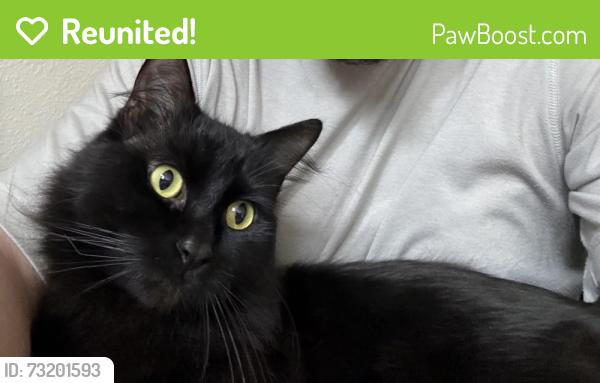 Reunited Male Cat last seen Wounded leg, Beaverton, OR 97005