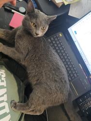 Lost Male Cat last seen Near W Mission Lane, Phoenix AZ, Phoenix, AZ 85021