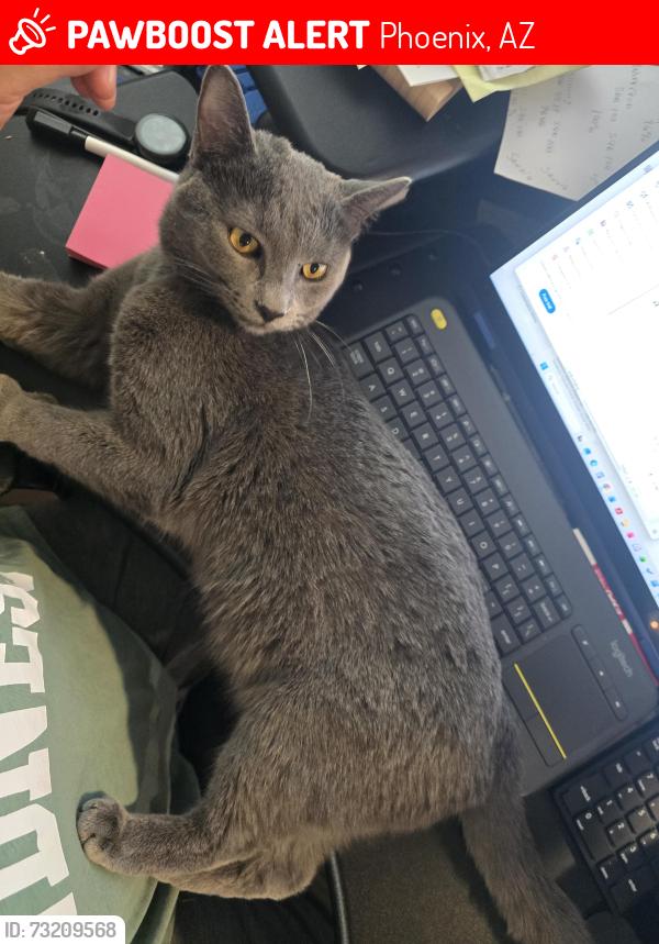 Lost Male Cat last seen Near W Mission Lane, Phoenix AZ, Phoenix, AZ 85021