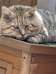 Found/Stray Male Cat last seen Welsh est, Greater Manchester, England 