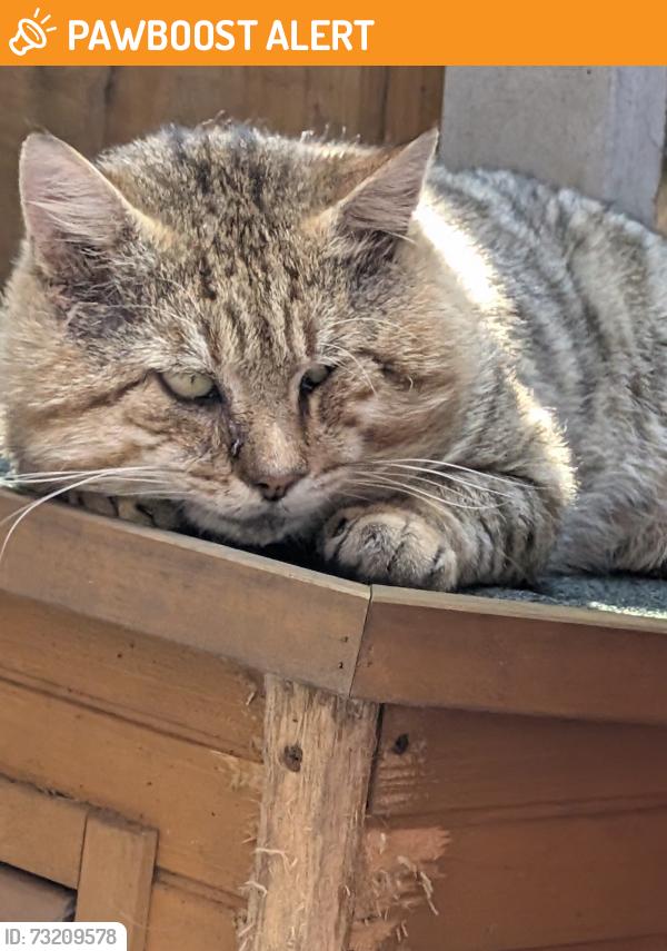Found/Stray Male Cat last seen Welsh est, Greater Manchester, England 