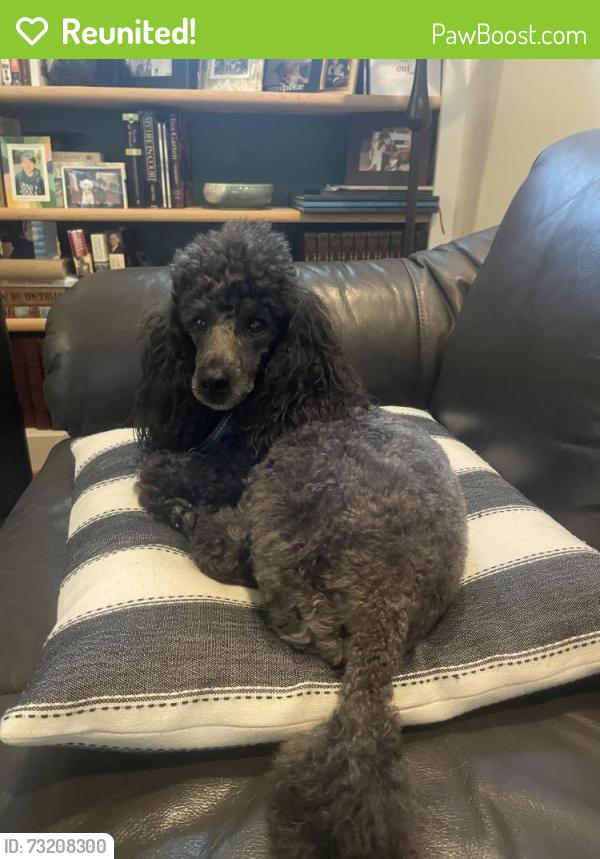 Reunited Male Dog last seen Near Ne 105th Pl, Kirkland, WA 98033, Kirkland, WA 98033
