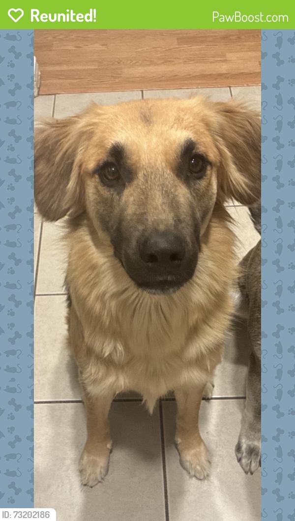 Reunited Female Dog last seen Universe St., Bakersfield, CA 93308