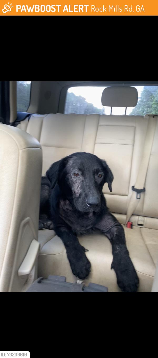 Found/Stray Male Dog last seen At the intersection where antioch rd meets rock mills rd, Rock Mills Rd, GA 30240