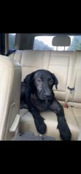 Found/Stray Male Dog last seen At the intersection where antioch rd meets rock mills rd, Rock Mills Rd, GA 30240