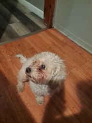 Lost Male Dog last seen Trenton nj, Trenton, NJ 08611