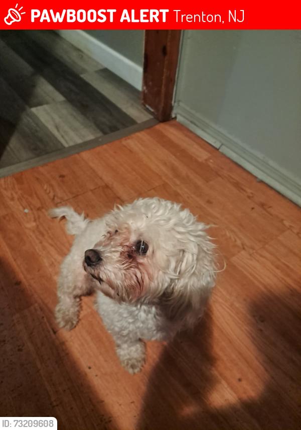 Lost Male Dog last seen Trenton nj, Trenton, NJ 08611