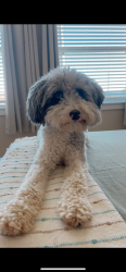 Reunited Male Dog last seen Near bluestem prairie dr Rosenberg Tx, Rosenberg, TX 77469