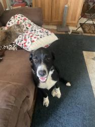 Lost Male Dog last seen Highway 87 Lubbock, Texas, Lubbock, TX 79423