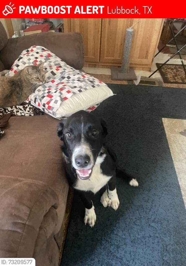 Lost Male Dog last seen Highway 87 Lubbock, Texas, Lubbock, TX 79423