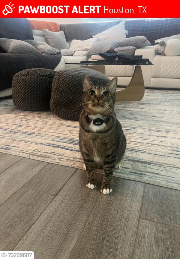 Lost Male Cat last seen Near Leyland Brook Ln, Houston, TX 77068, Houston, TX 77068