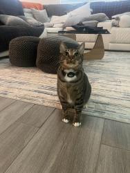 Lost Male Cat last seen Near Leyland Brook Ln, Houston, TX 77068, Houston, TX 77068
