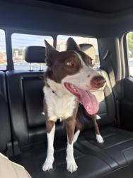 Found/Stray Female Dog last seen 31st & harvard, Tulsa, OK 74103
